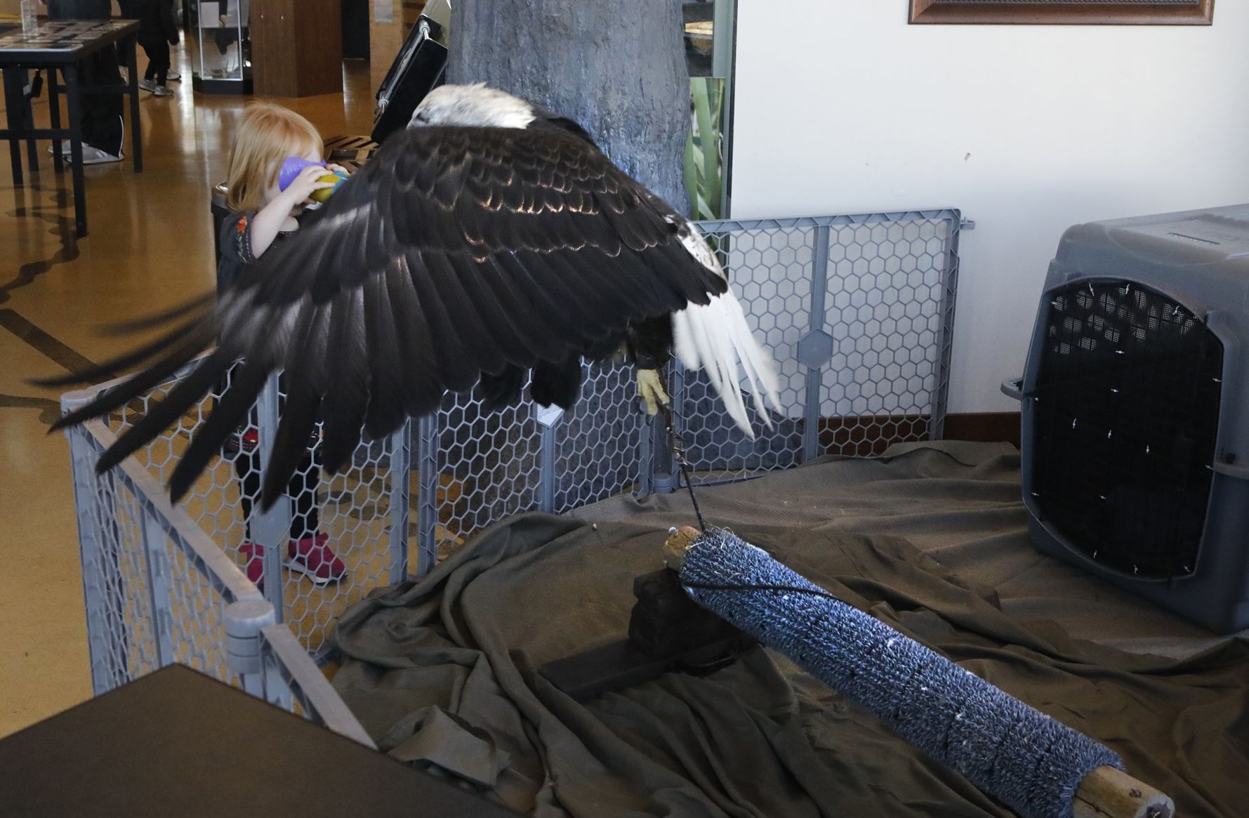 A (Too) Close Encounter on Eagle Days at Riverlands
